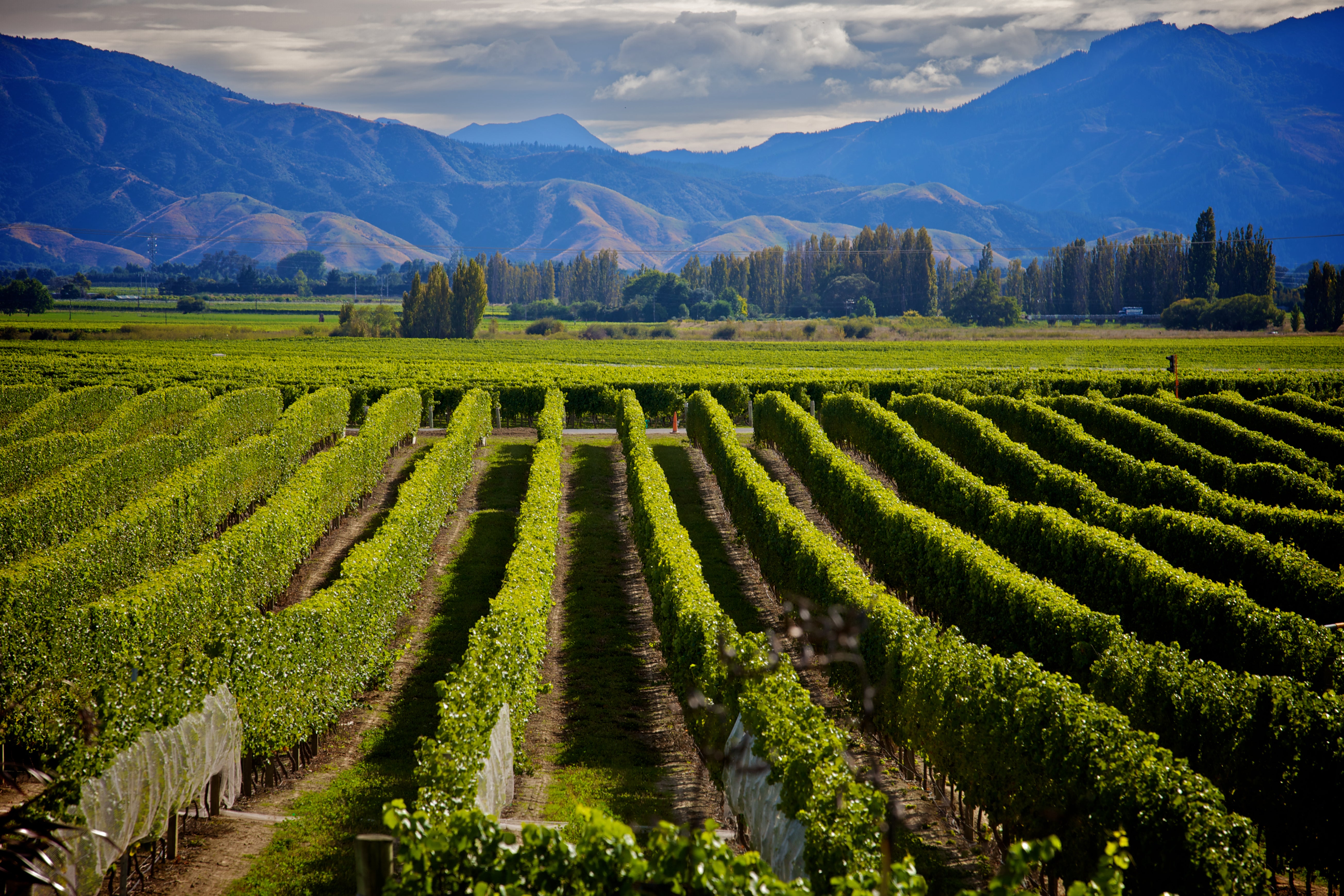 How to pretend you’re in… New Zealand
