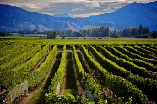 How to pretend you’re in… New Zealand